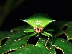 Rhynchocoris plagiatus