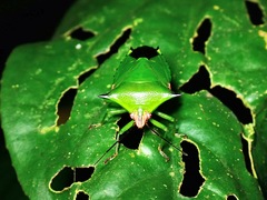 Rhynchocoris plagiatus