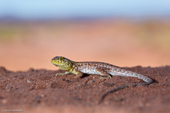 Liolaemus grosseorum