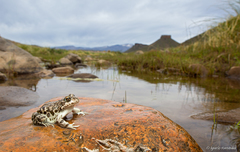 Pleurodema bufoninum