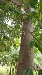 Calotes versicolor