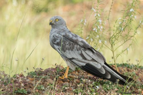 Montagu's Harrier