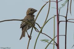 Carpodacus erythrinus