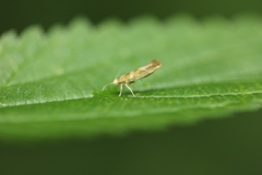 Argyresthia goedartella