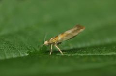 Argyresthia goedartella