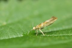 Argyresthia goedartella