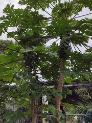 Vasconcellea pubescens