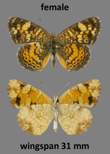 Great Plains Crescent