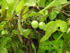 Passiflora tricuspis