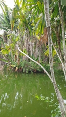 Foudia madagascariensis
