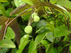 Passiflora tricuspis