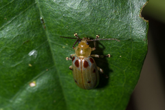 Exora obsoleta