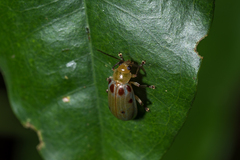 Exora obsoleta