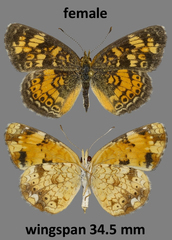 Phyciodes tharos orantain
