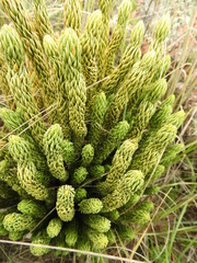 Phlegmariurus saururus