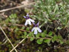 Lobelia nana