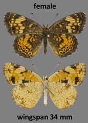 Phyciodes tharos orantain