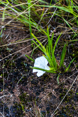 Ipomoea simplex