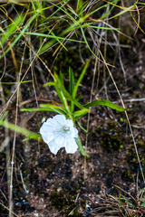 Ipomoea simplex
