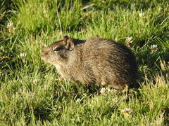 Galea leucoblephara