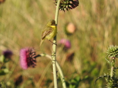 Pseudocolopteryx acutipennis