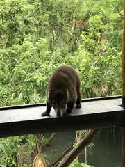 Nasua narica nelsoni