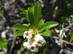 Escallonia cordobensis