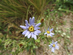 Perezia multiflora