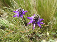 Dalea elegans