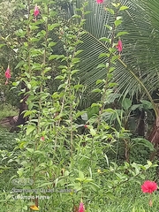 Hibiscus × archeri