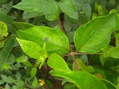 Tilesia baccata