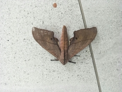 Marumba cristata bukaiana