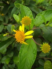 Tilesia baccata