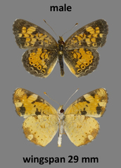 Phyciodes tharos orantain