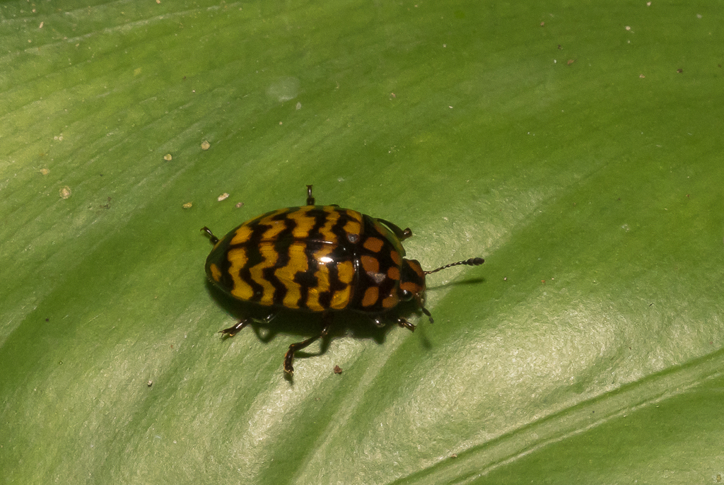 Iphiclus mirus