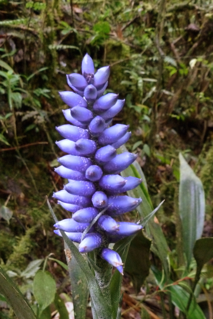 Ronnbergia