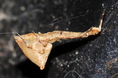 Uloborus plumipes