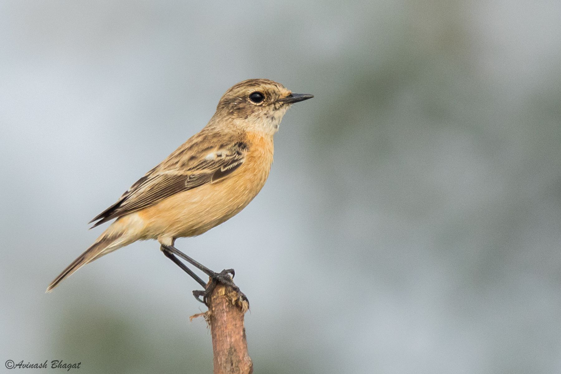 Siberian Stonechat
