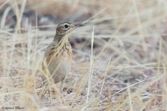 Anthus similis