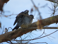 Columba palumbus