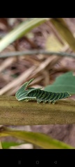 Charaxinae