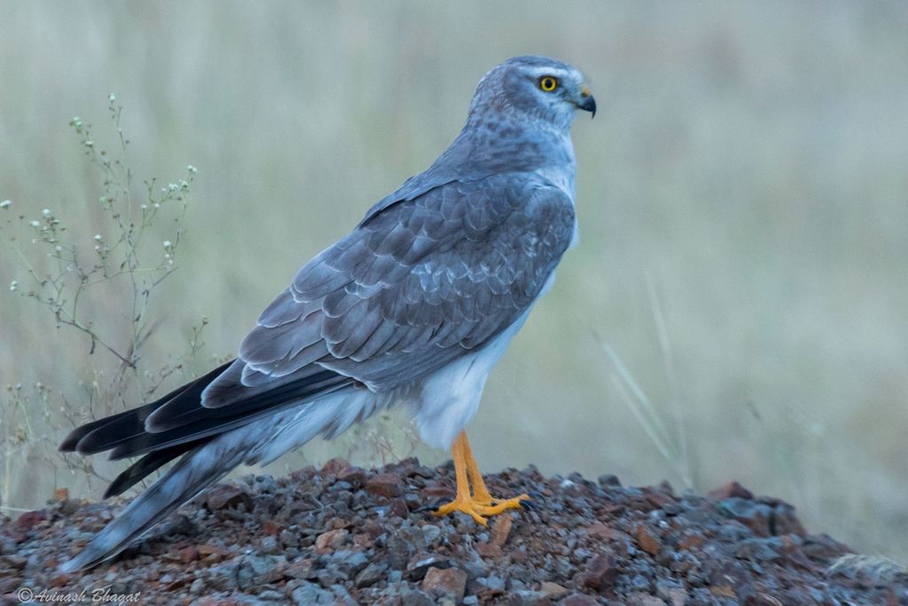 Pallid Harrier