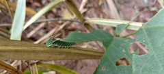 Charaxinae