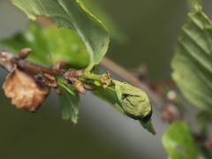 Sphaeriopoeus faber