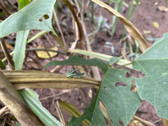 Charaxinae