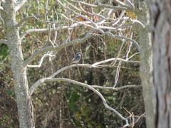 Phoenicurus ochruros