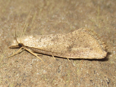 Acrolophus mortipennella