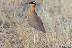 Cursorius coromandelicus