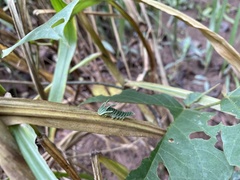 Charaxinae