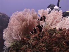 Amphiprion latezonatus